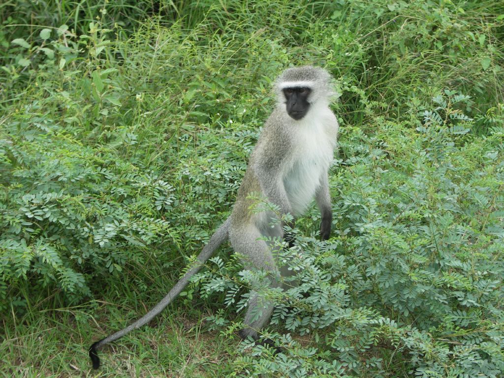 vervet monkey